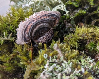 Mini Terrarium Live Moss Kit, Mixed Lichen, Mosses, and a Small Conch\Turkey Tale