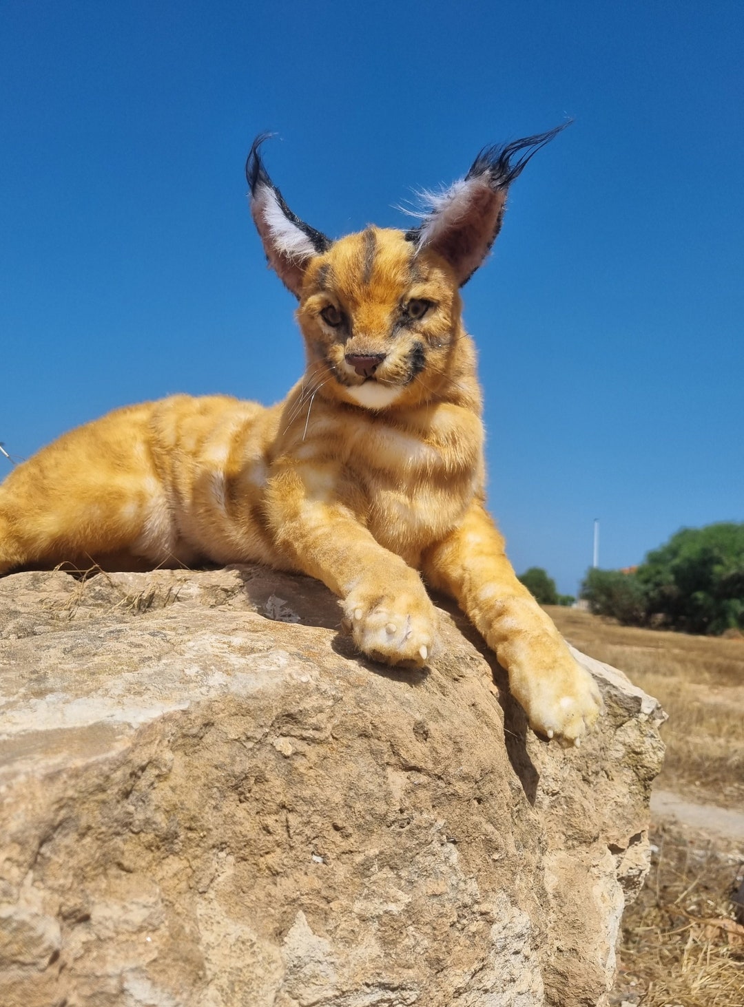 Caracal Floppa Realista Poseible Ooak Renacido Animal Salvaje Replica Peluche Hecho a Mano Etsy UK