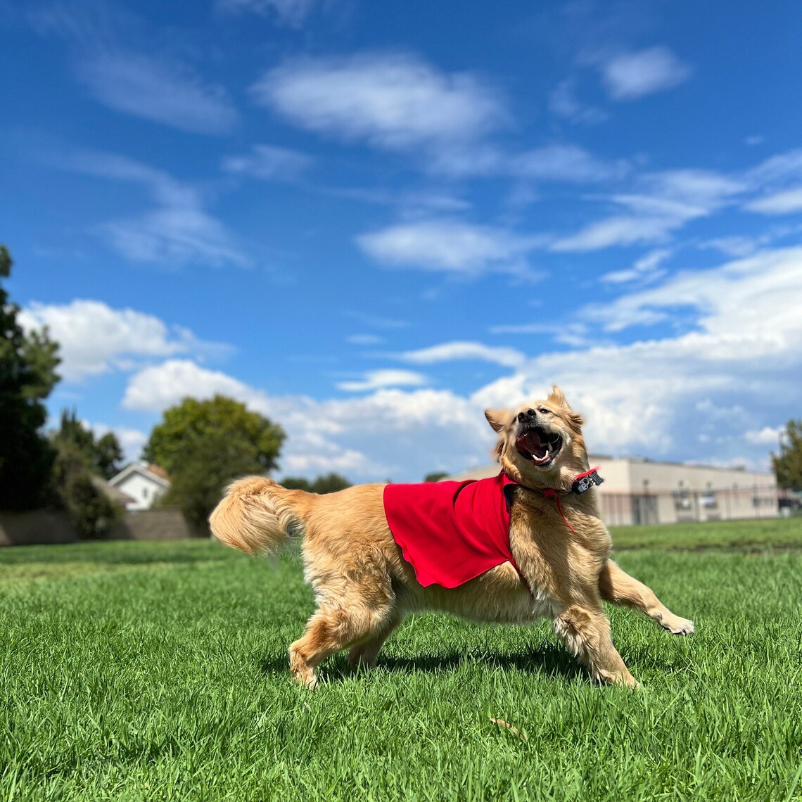 Dog Cape Superhero Cape for Dogs Capes for Dogs Super Etsy