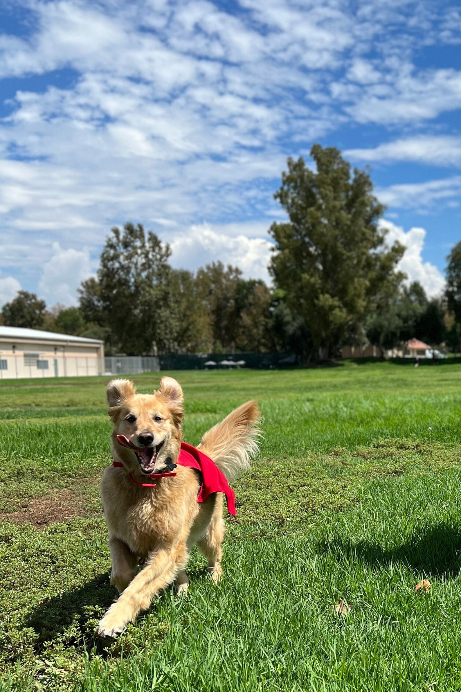 Dog Cape Superhero Cape for Dogs Capes for Dogs Super Etsy