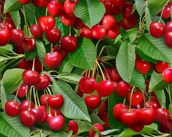 May include: A close-up image of a cherry tree branch laden with ripe red cherries. The cherries are clustered together, creating a vibrant red display against the backdrop of lush green leaves.