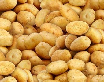 Food Fabric White Potatoes in Tan From Elizabeth Studios 100% Cotton
