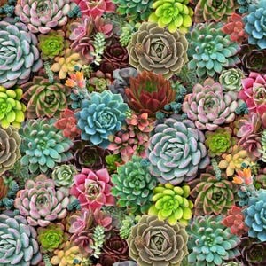 May include: A close-up image of a variety of succulents in different colors and shapes. The succulents are arranged in a random pattern, creating a colorful and textured background.