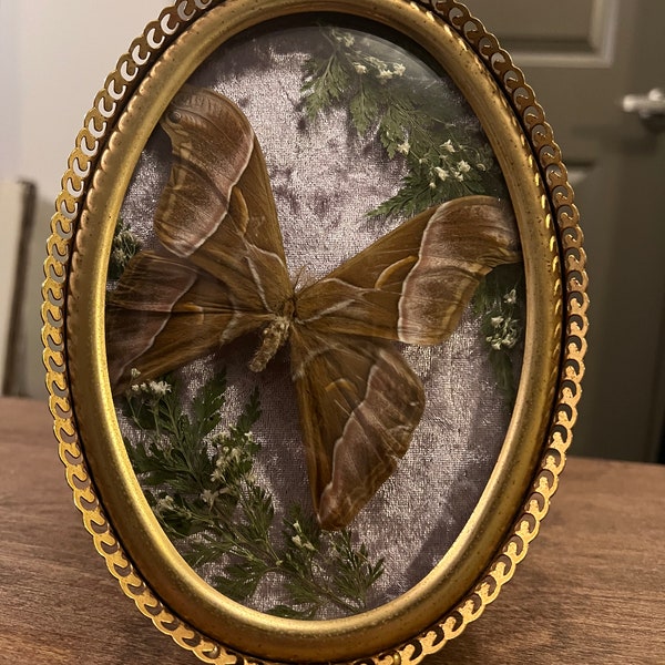 Vintage Bubble Glass Frame with Samia Silk Moth