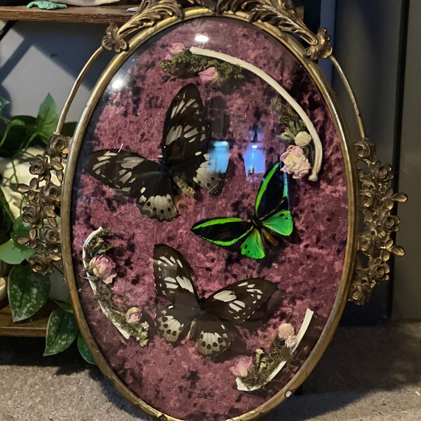 Bubble Glass Frame Butterflies Etsy