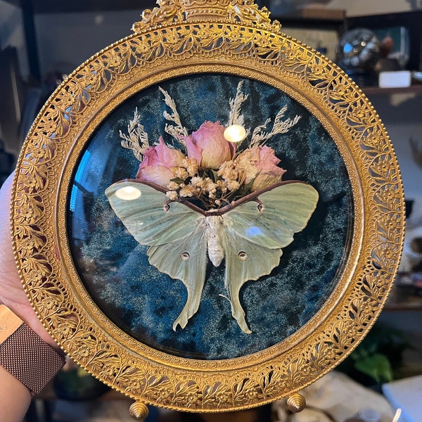 antique bubble glass frame with Luna moth and dried flowers