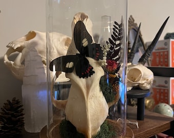 Tall Glass Cloche with Coyote Skull and Butterfly