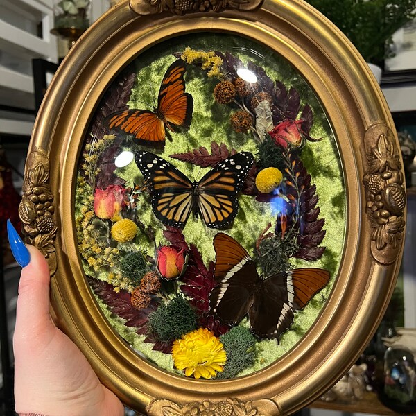 Antique Bubble Glass Frame with Three Butterflies and Dried Flowers