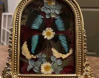 Frame with Morpho Achilles Butterfly Wings and Dried Flowers