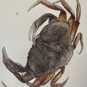 Mr Crabs