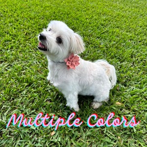 Dahlia Flower for Dog Collar, Wool Felt Flower Dog Collar Attachment, Removable Dog Collar Accessory, Dahlia Flower for Cat Collar