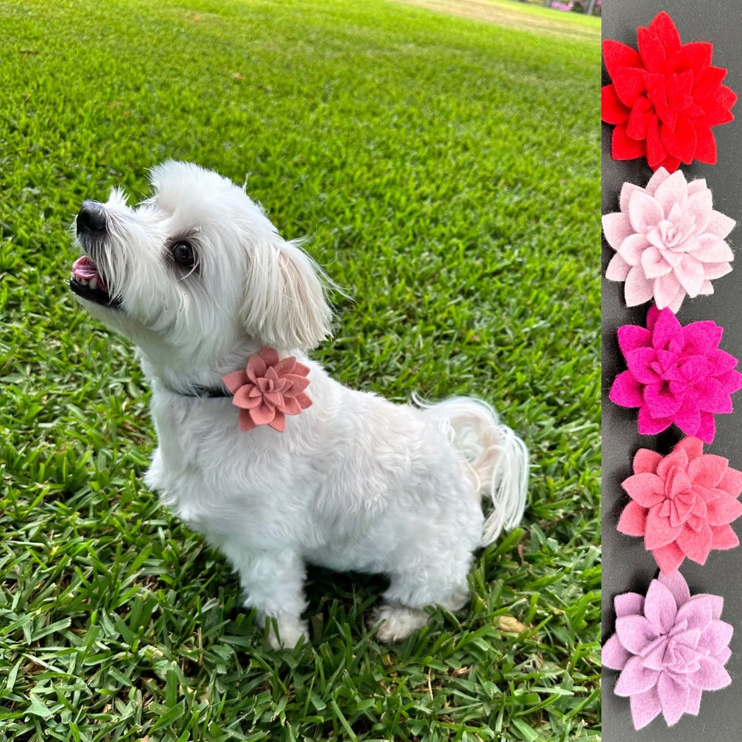 Dahlia Flower for Dog Collar, Wool Felt Flower Dog Collar Attachment