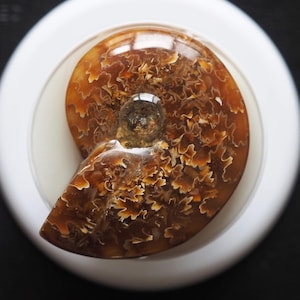 Real Ammonite Fossil Phone Grip: MagSafe & Adhesive, Unique iPhone Charm, Kindle Grip