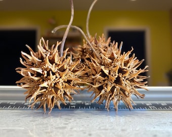 100 Sweetgum Tree Seed Pods with Stems