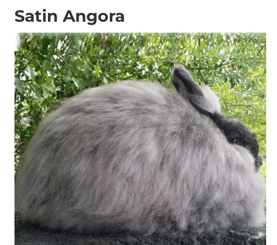 Setin Angora Rabbit Satin Angora Rabbit Graph - Etsy