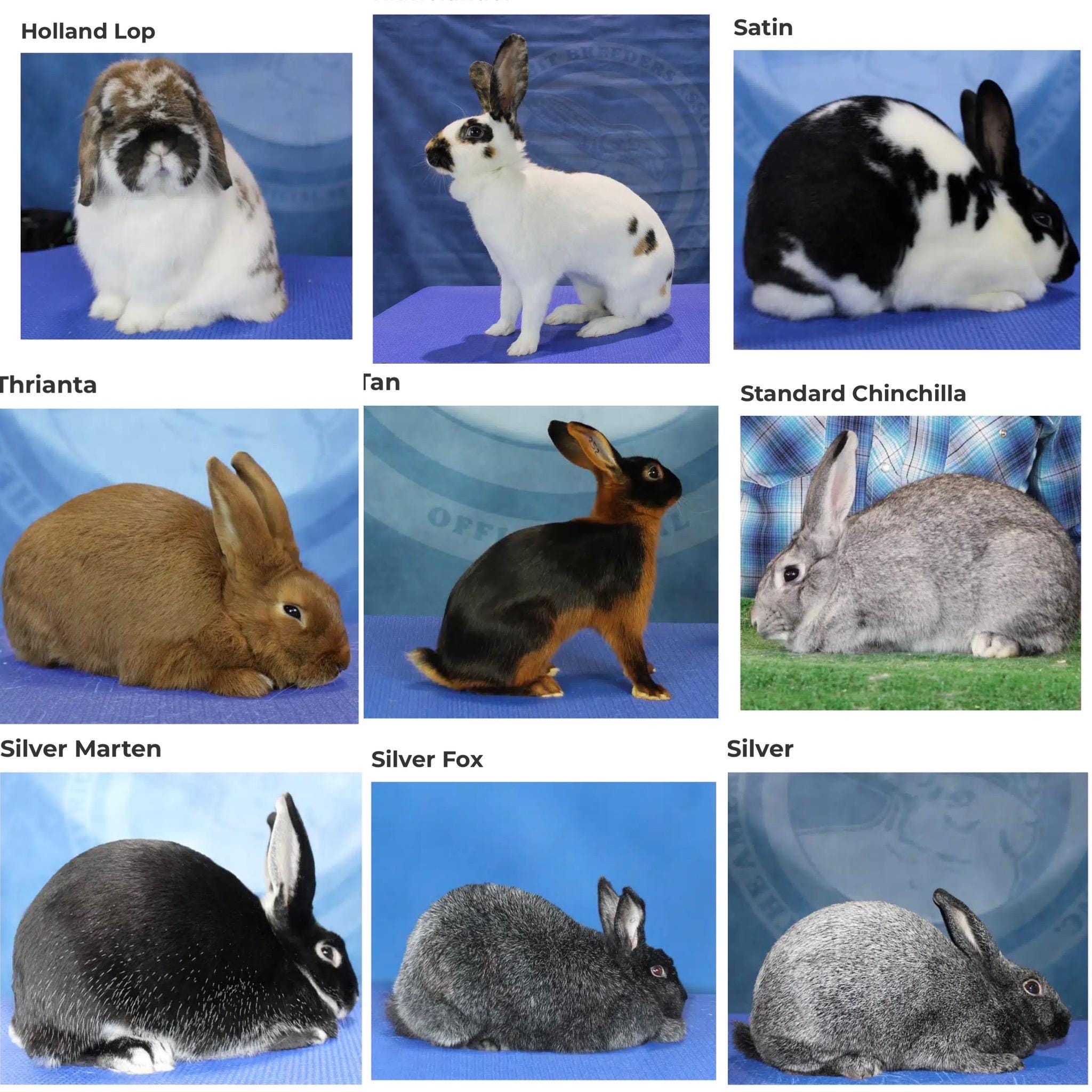 Types Od Rabbits 52 Breeds of Rabbit Blanket Crochet Graph - Etsy
