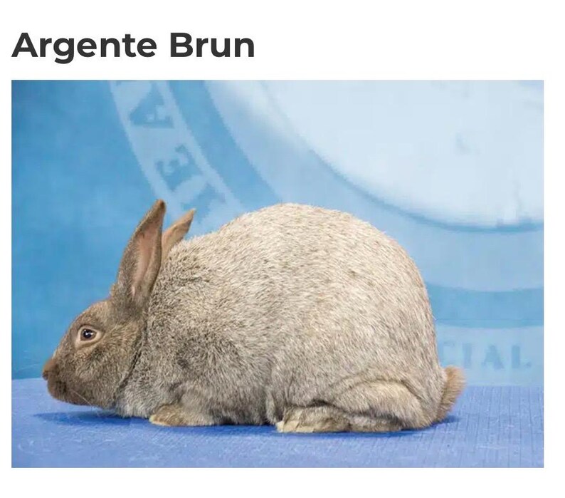 Argent Brun Rabbit Crochet Graph - Etsy