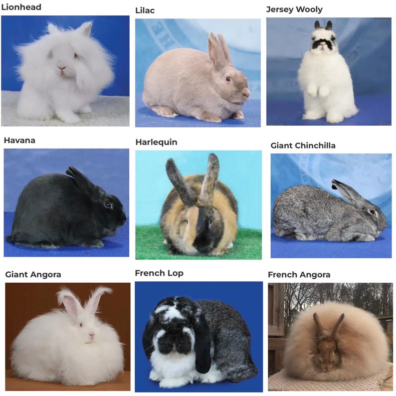 Types Od Rabbits 52 Breeds of Rabbit Blanket Crochet Graph - Etsy