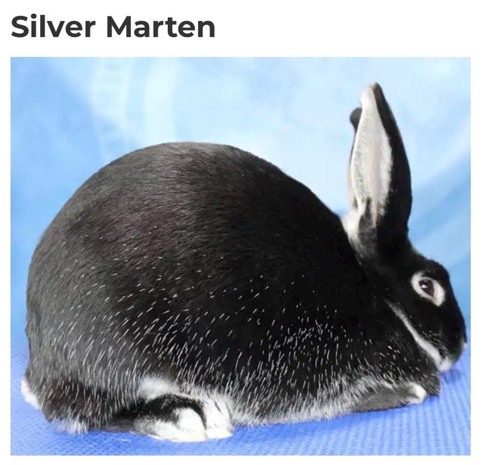 Silver Martin Rabbit Graph - Etsy