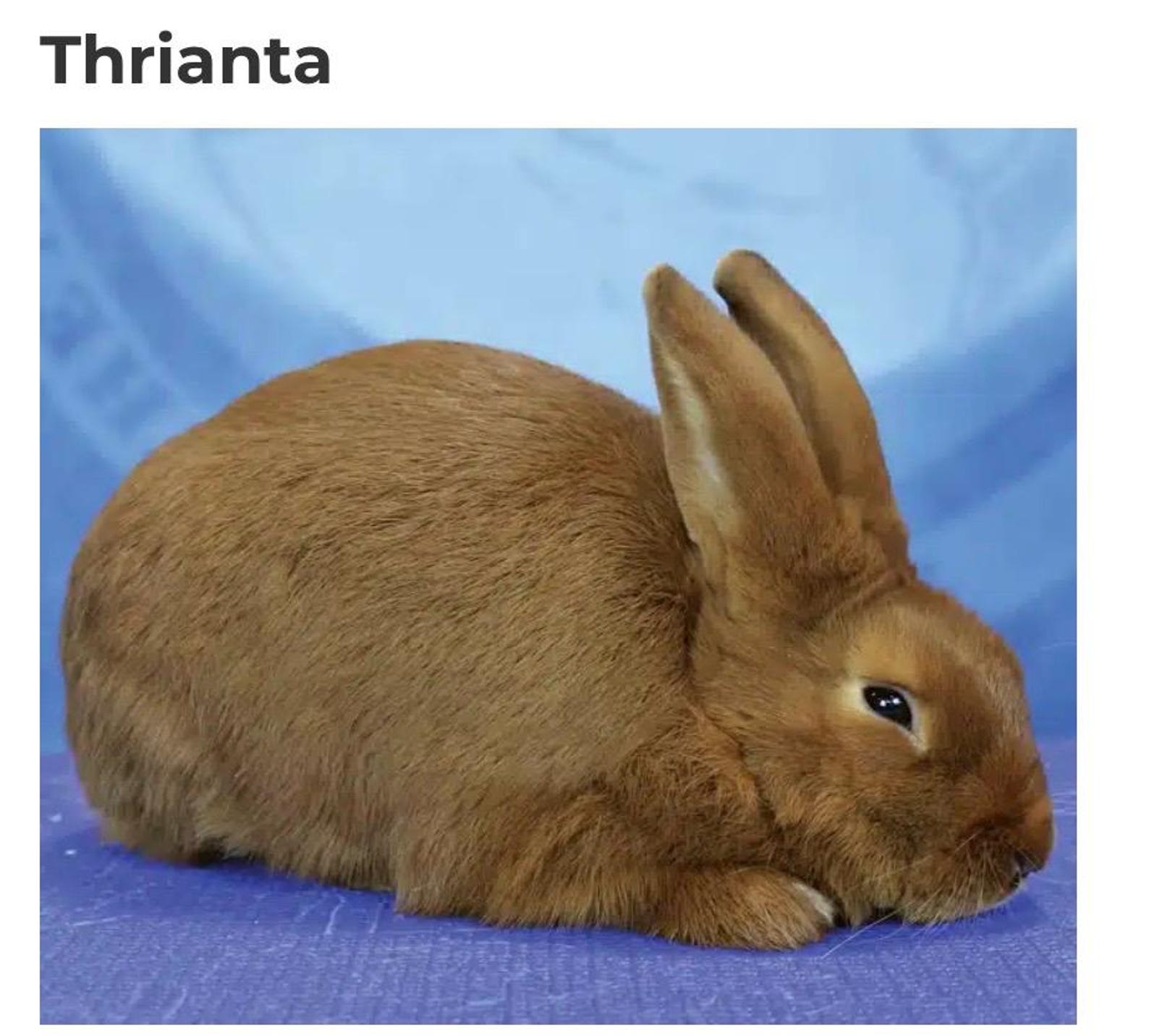 Thrianta Rabbit Graph - Etsy