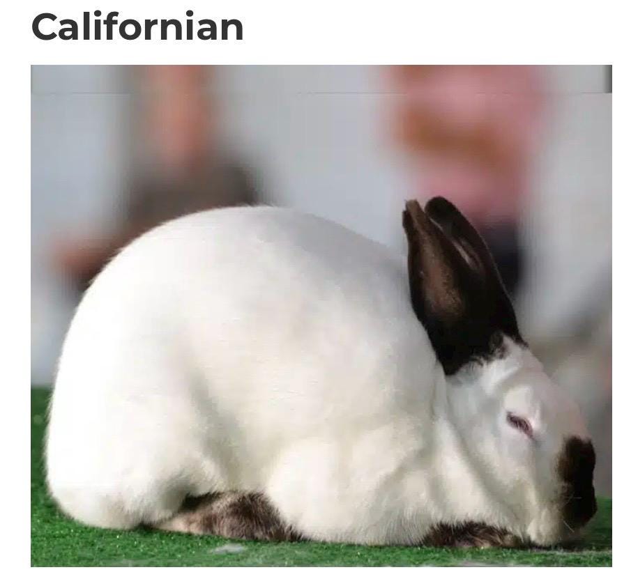 Californian Rabbit Cross Stitch Graph - Etsy