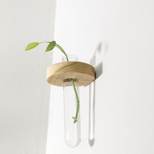 May include: A clear glass propagation tube with a small green plant inside, mounted on a round wooden base. The wooden base is attached to a white wall, creating a minimalist aesthetic. The plant has two green leaves.
