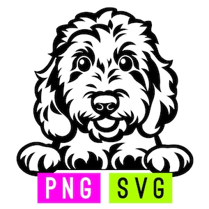Golden Doodle SVG + PNG | ArtPush