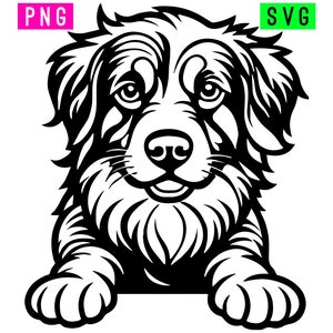 Berner Sennenhund SVG + PNG | ArtPush
