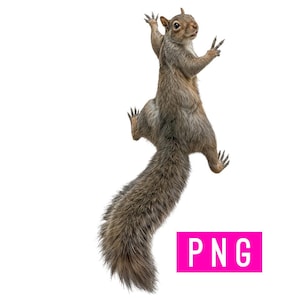 May include: A gray squirrel in a climbing pose against a white background. The squirrel has a long, bushy tail and is reaching upwards with its paws. A pink rectangle with the letters "PNG" is in the lower right corner.