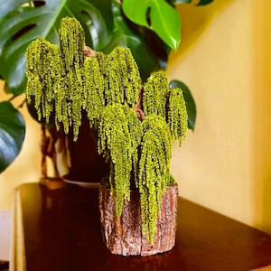 May include: A decorative bonsai tree with cascading, lime green foliage. The tree is planted in a rustic, bark-textured pot. The background includes a large green plant and a dark wooden surface.