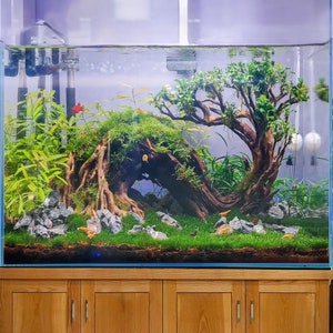 Drift Wood Bonsai Aquarium Rock Aquascape Hardscape Plants Drift Wood Bonsai Aquarium Rock Aquascape Hardscape Plants