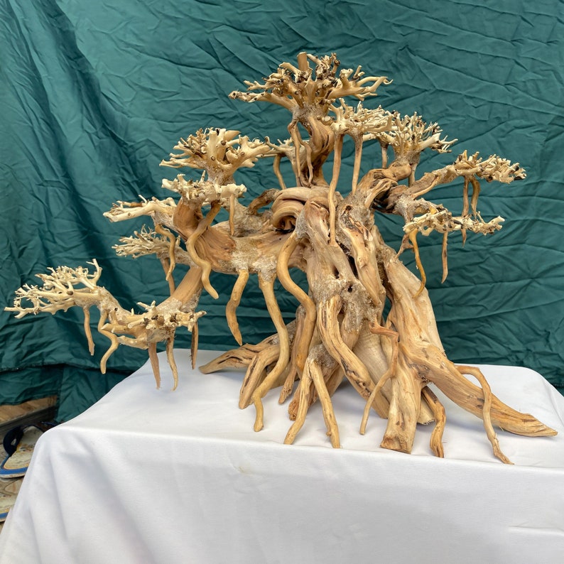 May include: A large, intricately branched driftwood piece with a natural, light brown color. The wood has a unique, gnarled texture and resembles a bonsai tree.