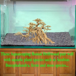 May include: A bonsai driftwood piece in a clear glass aquarium with a black gravel substrate. The driftwood is shaped like a tree with multiple branches and roots. The text "These Aquascaping Bonsai Driftwood pair well with aquatic plant species such as Anubias Bucephalandra, ferns and moss species..." is visible below the aquarium.