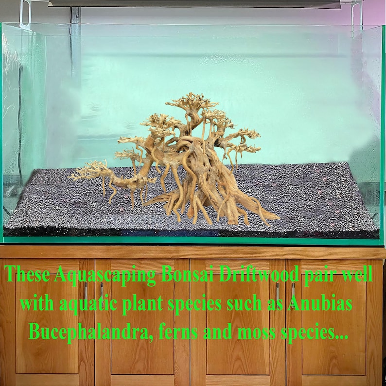 May include: A bonsai driftwood piece in a clear glass aquarium with a black gravel substrate. The driftwood is shaped like a tree with multiple branches and roots. The text "These Aquascaping Bonsai Driftwood pair well with aquatic plant species such as Anubias Bucephalandra, ferns and moss species..." is visible below the aquarium.