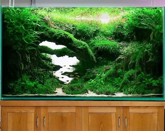 Aquascape Driftwood Aquarium Bonsai Aquascaping Wood Cave Fish