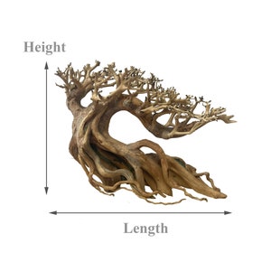May include: A large, intricately-branched, dried tree root with a twisted, gnarled shape. The root is light brown in color and has a natural, rustic appearance. It is approximately 20 inches long and 12 inches tall.