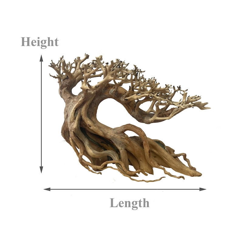 May include: A large, intricately-branched, dried tree root with a twisted, gnarled shape. The root is light brown in color and has a natural, rustic appearance. It is approximately 20 inches long and 12 inches tall.