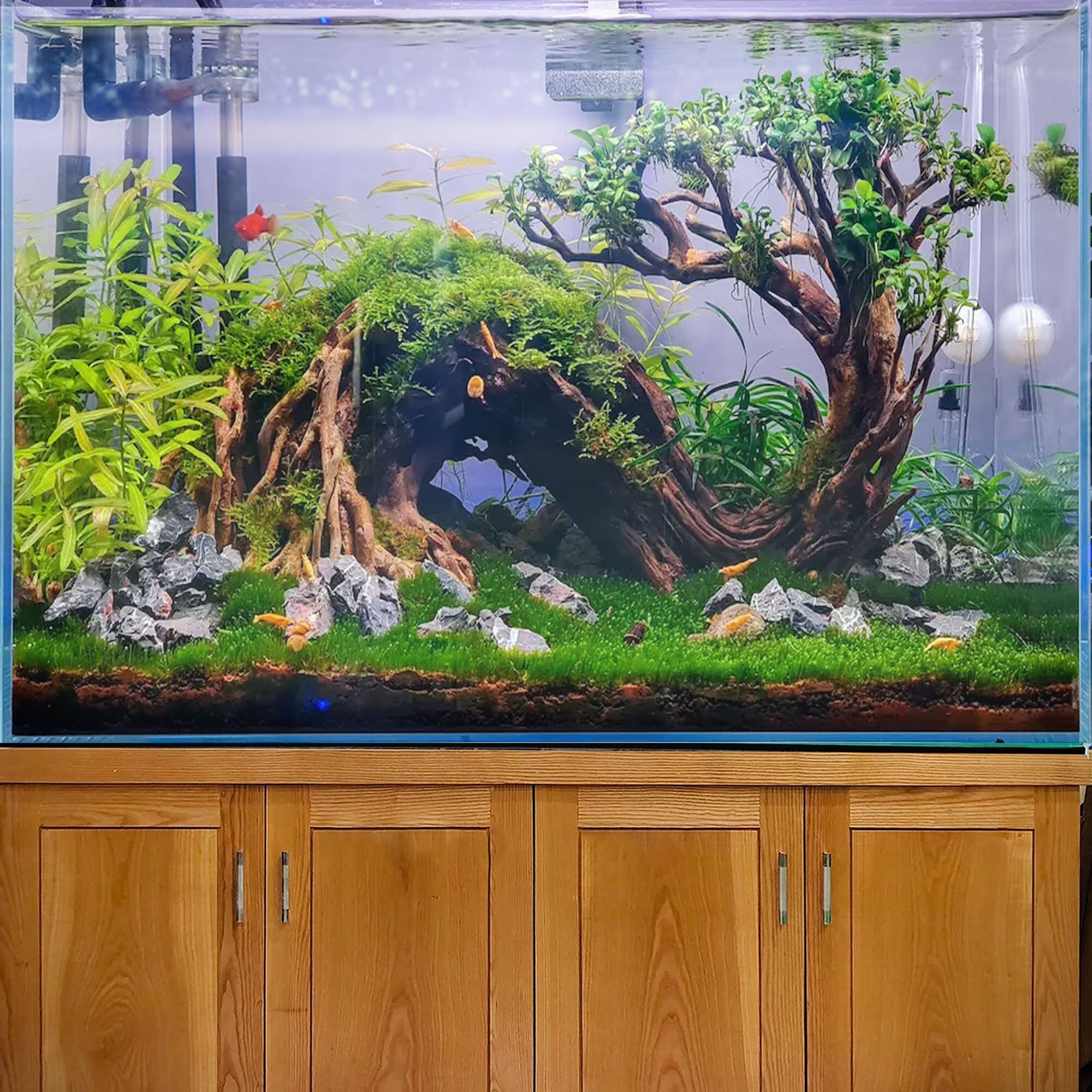 流木盆栽水槽岩水景ハードスケープ植物水槽装飾 - Etsy 日本