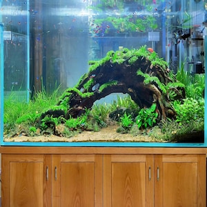 Aquarium driftwood arch bonsai tree aquascape hardscape wood stump fish tank decor