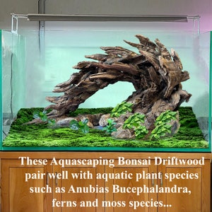 May include: A close-up of a bonsai driftwood piece in a planted aquarium. The driftwood is a natural brown color and has a unique shape. The aquarium is filled with green moss and other aquatic plants.