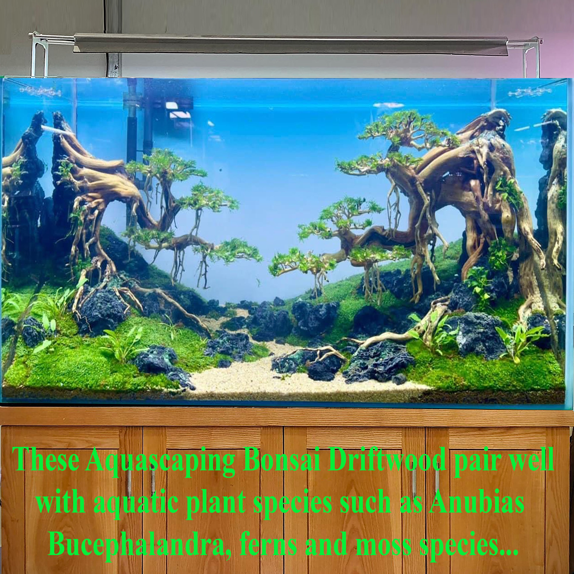 流木盆栽水槽アクアスケープ岩装飾魚水槽本物の流木大型 - Etsy 日本