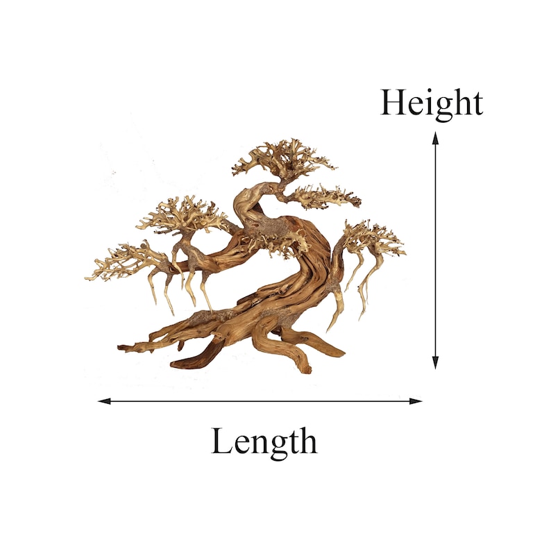Peut inclure: Un bonsa&iuml; en bois flott&eacute; naturel avec un tronc et des branches torsad&eacute;s. L'arbre est de couleur brun clair et a une surface textur&eacute;e. L'image montre la longueur et la hauteur de l'arbre.