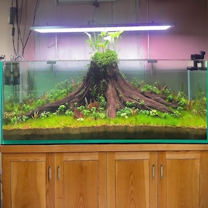 Può includere: Un grande acquario rettangolare con un ceppo di legno al centro. La vasca è piena d'acqua e piante, e sopra c'è un apparecchio di illuminazione. La vasca è appoggiata su un mobile in legno con tre cassetti.