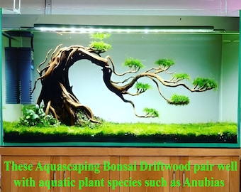 水槽用流木、盆栽、水草、水槽植物、彼への最高の贈り物 - Etsy 日本