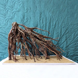 May include: A large, brown, dried root system with many branches, arranged in a fan shape on a light brown surface. The roots are against a teal blue background.