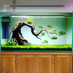 May include: A large glass aquarium with a wooden stand. The aquarium is filled with water and has a variety of plants and a large, twisted, brown driftwood branch. The aquarium has a light fixture on top.