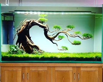 Aquarium driftwood bonsai tree aquascape plants fish tank plants best gifts for him