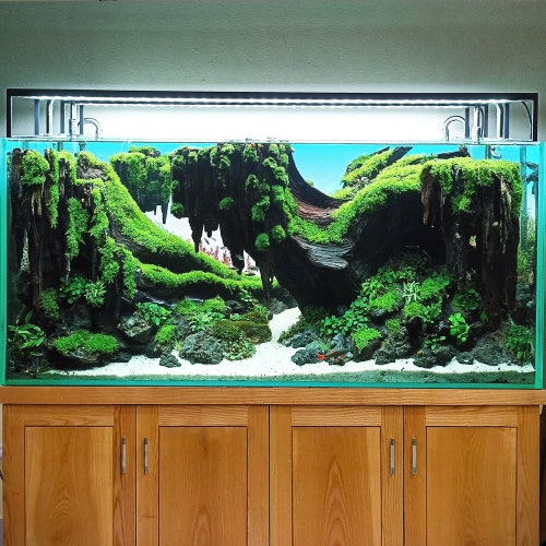 Bonsai Aquarium Driftwood Large Aquascape Drift Wood Hardscape Etsy Australia