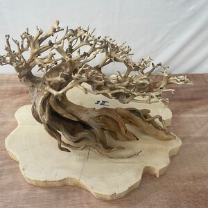 May include: A white bleached driftwood bonsai tree with a thick trunk and many branches. The tree is sitting on a white wooden base.