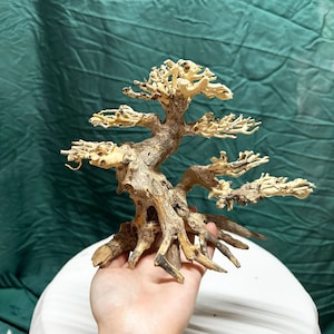 Può includere: Un albero bonsai in legno di deriva di colore marrone chiaro, con un aspetto naturale e invecchiato. L'albero ha molti rami e un tronco spesso, creando un effetto bonsai realistico.